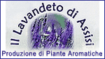 IL LAVANDETO DI ASSISI - PRODUZIONE DI PIANTE AROMATICHE