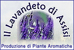 IL LAVANDETO DI ASSISI (PG)